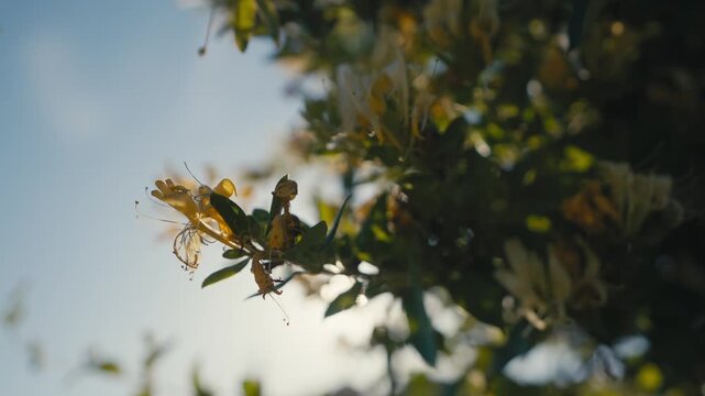 Close Up of Flowering Honeysuckle with Sunlight