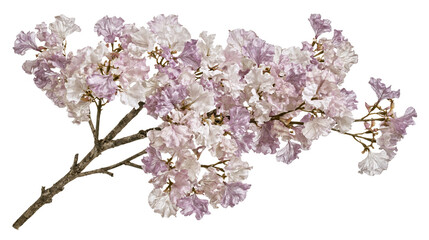 Delicate pink and white crepe myrtle flowers on branch © Ophelia