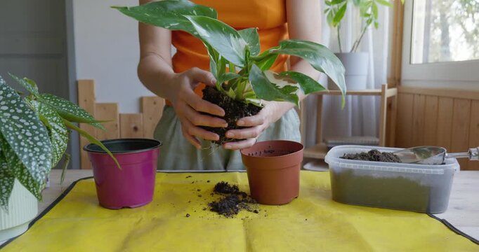 Repotting of Climbing 'Philodendron White Princess' houseplant. Indoor gardening. Hobby.	
