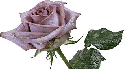 Dusty lavender rose with water droplets and green leaves © Ophelia
