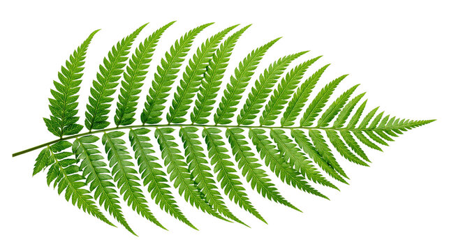 Green fern frond with delicate leaves and stem