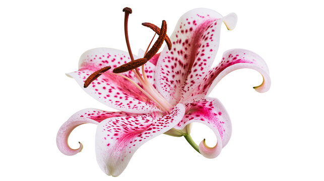 Pink speckled Stargazer Lily flower with brown stamens