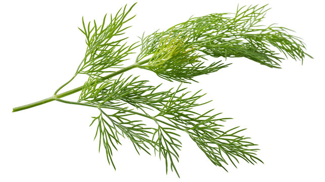 Fresh green dill herb sprigs with feathery leaves