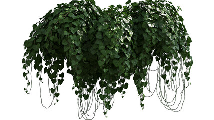 Cascading green ivy plant with heart-shaped leaves © Ophelia