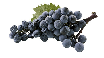 Dark blue grapes with dried raisins and green leaf © Ophelia