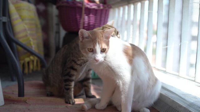 Two adorable pet cats licking their animal hair or fur on a terrace at home