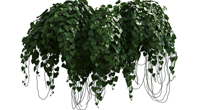 Cascading green ivy plant with heart-shaped leaves