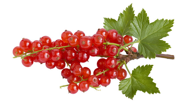 Red currants on branch with green leaves