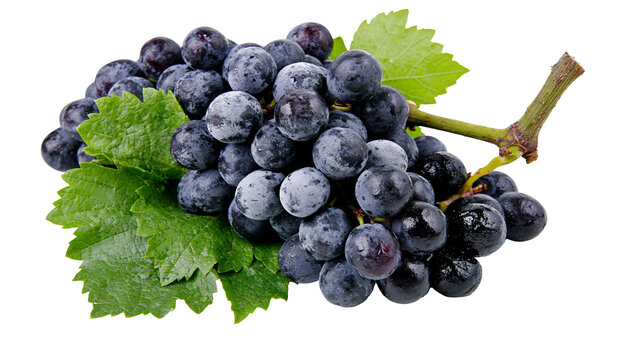 Dark blue grapes with green leaves and stem