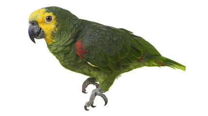 Green parrot with yellow head and red wing patches © Ophelia