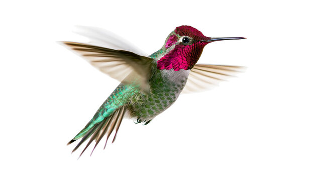 Anna s Hummingbird with iridescent gorget and green plumage in flight
