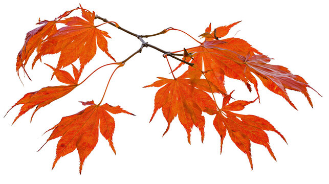Orange maple leaves on branch autumn season