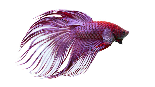 Red and purple Siamese fighting fish with flowing fins