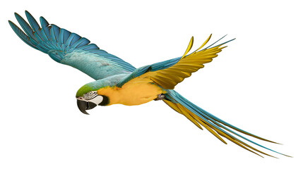 Blue and yellow macaw parrot flying with wings spread © Ophelia
