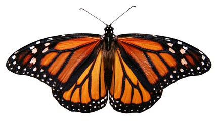 Monarch butterfly with orange black, and white wings © Ophelia