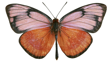 Orange and pink butterfly with black markings on wings © Ophelia