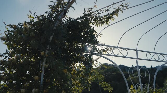 Sunlight Shining Through Honeysuckle Covered Garden Arch