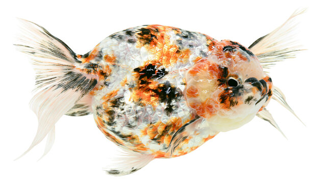 Calico Ryukin goldfish with flowing fins and scales