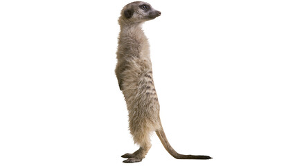 Meerkat standing upright on hind legs, alert posture © Ophelia