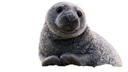 Grey seal pup with dark eyes and fluffy fur © Ophelia