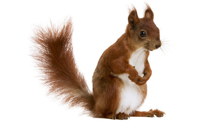 Red squirrel with bushy tail sitting upright © Ophelia
