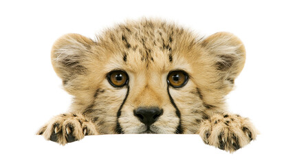 Cheetah cub face with paws peeking over edge © Ophelia
