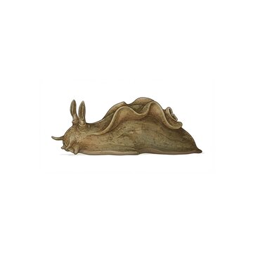Sea Hare Illustration