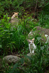 cat in the forest © GrtZ