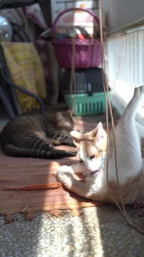 Two adorable pet cats licking their animal hair or fur on a terrace at home