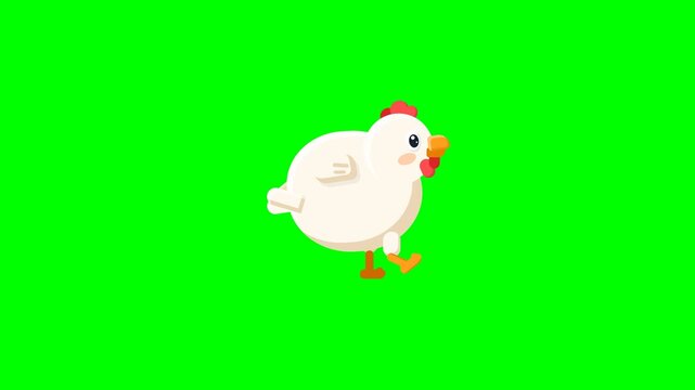 Cute White Cartoon Chicken Walking Loop Animation on Green Screen Chroma Key Background
