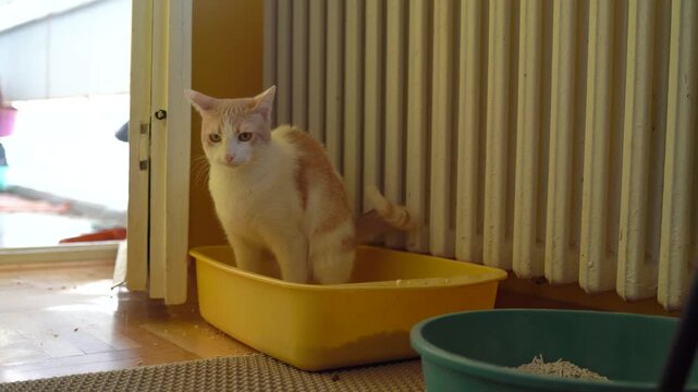 A cat using a cat litter box at home closeup
