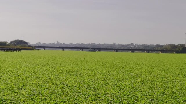 Invasive aquatic vegetation forms a dense green mat across Lake Paranoa in Brasilia, Federal District, Brazil, disrupting open water and threatening freshwater ecology, static shot.