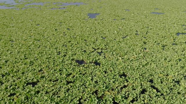 Invasive aquatic vegetation blankets Lake Paranoa in Brasilia, Federal District, Brazil, leaving scattered open water as the shot reveals the extensive plant infestation, top down to camera tilt up.