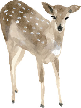 Watercolor Female Deer Fawn Spotted Standing