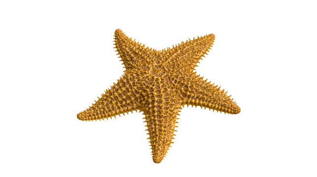 Spiny orange starfish with five arms