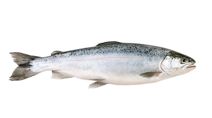Fototapeta premium Whole raw salmon fish with silver scales and black spots