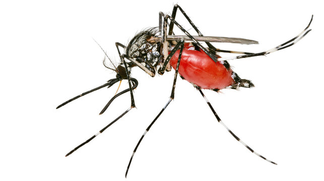 Mosquito with engorged red abdomen full of blood