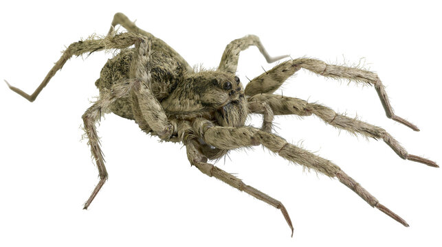 Hairy wolf spider with long legs and segmented body