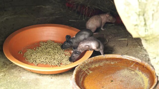 Baby Pygmy Hippopotamuses Eating Food in Their Enclosure