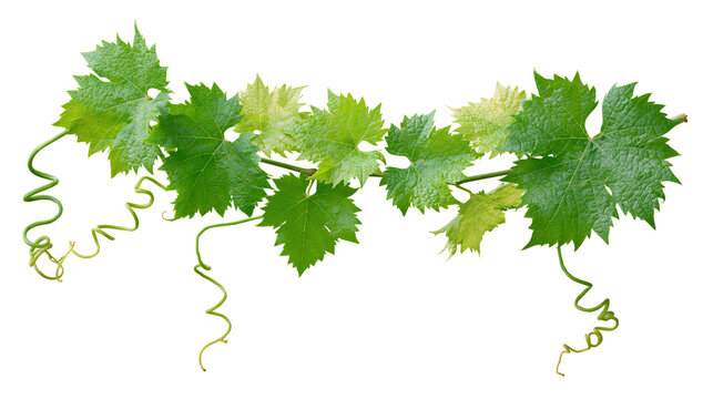 Green grape vine leaves and tendrils