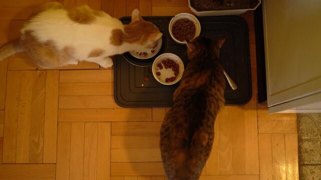 Two cats are eating cat food at home