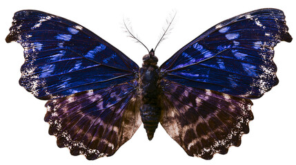 Blue and purple butterfly with white speckles on wings © Sylas