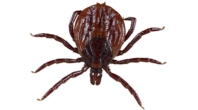 Brown tick arachnid with eight legs and visible mouthparts