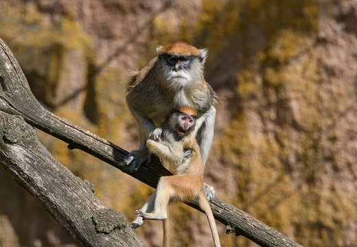 Common patas monkey (Erythrocebus patas)