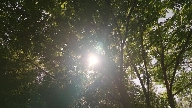 逆光の太陽光が差し込む森林の自然環境風景