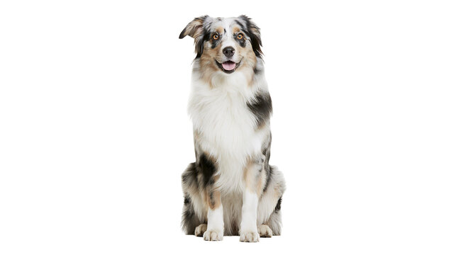 Australian Shepherd dog sitting and looking forward