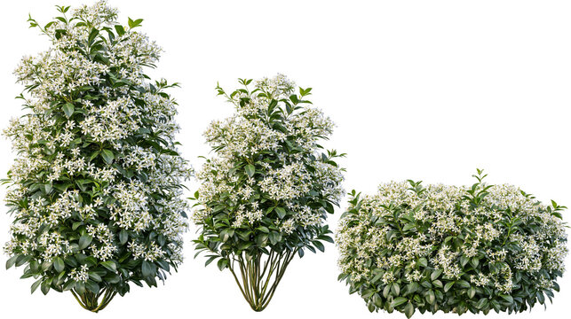 Three flowering green bushes with white star-shaped blossoms
