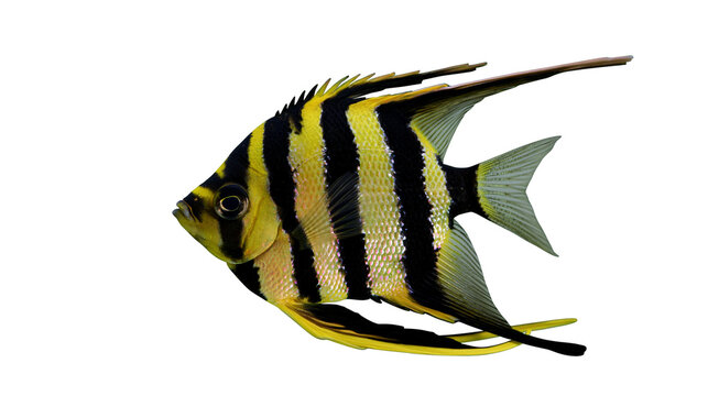Yellow and black striped angelfish with flowing fins