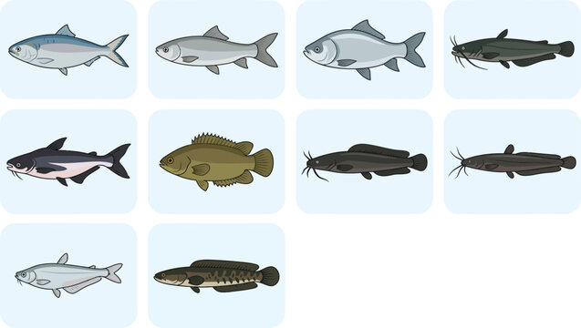 Freshwater fish species icons featuring carp catfish murrel and climbing perch in rounded rectangular light blue frames for aquatic nature.