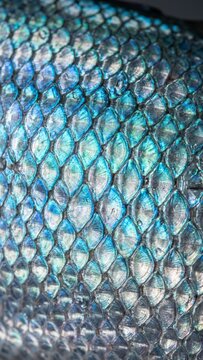Iridescent blue fish scales overlapping in macro aquatic skin texture shimmering metallic background